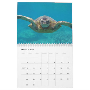 Hawaii Turtles Kalender