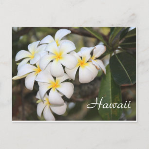 Hawaii, weiße Blume, Postkarte