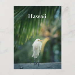 Hawaii White Heron Postcard Postkarte