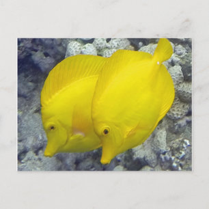 Hawaii Yellow Tang Fish Postkarte