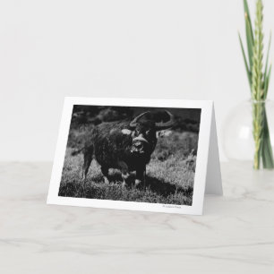 HawaiiA Water Buffalo FotografHawaii Karte