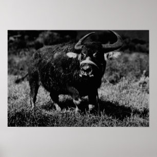 HawaiiA Water Buffalo FotografHawaii Poster