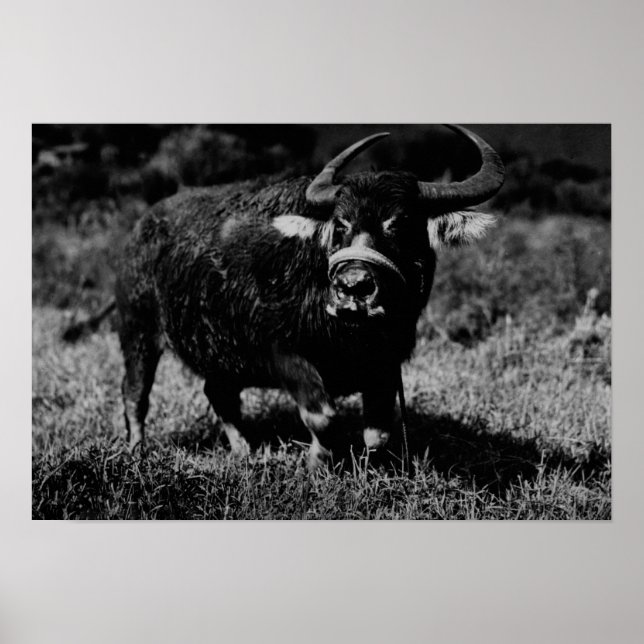 HawaiiA Water Buffalo FotografHawaii Poster (Vorne)