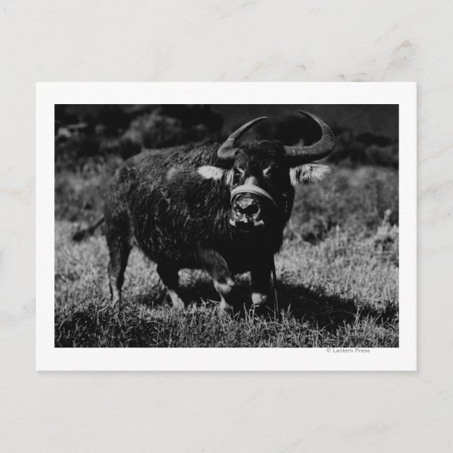 HawaiiA Water Buffalo FotografHawaii Postkarte (Vorderseite)