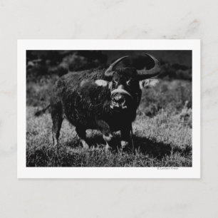 HawaiiA Water Buffalo FotografHawaii Postkarte