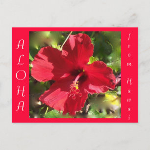 Hawaiian Aloha Red Hibiskus Blume Postkarte