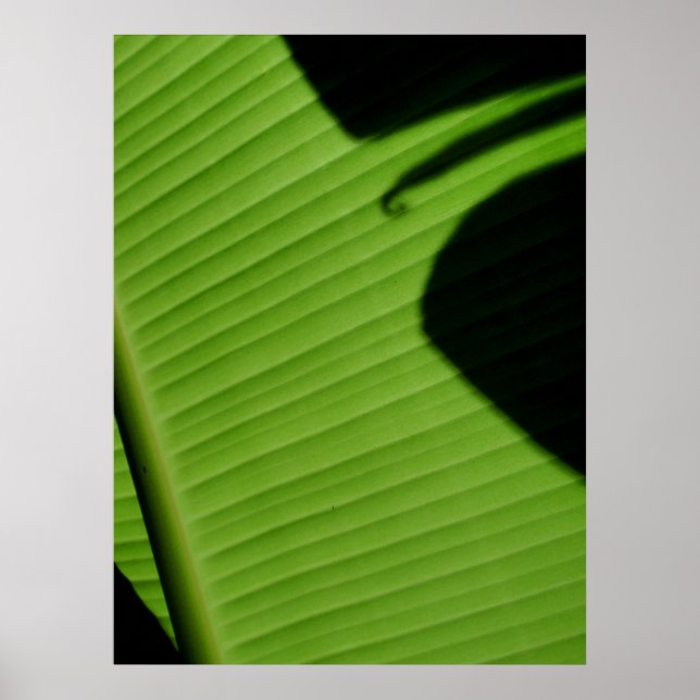 Hawaiian Banana Leaf Poster (Vorne)