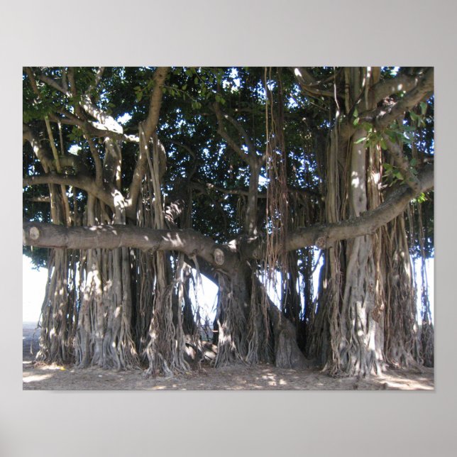 Hawaiian Banyan Tree Poster (Vorne)