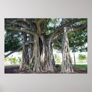 Hawaiian Banyan Tree Poster