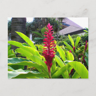 Hawaiian Bloom Postkarte