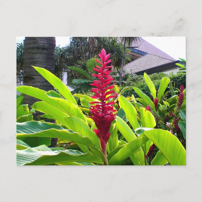 Hawaiian Bloom Postkarte (Vorderseite)