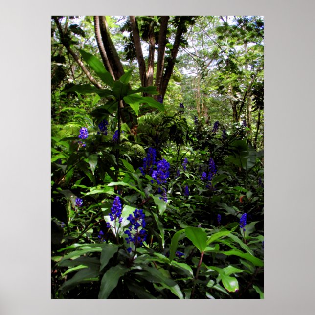 Hawaiian Blue Ginger Poster (Vorne)