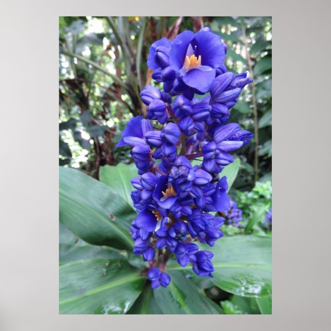 Hawaiian Blue Ginger Poster (Vorne)