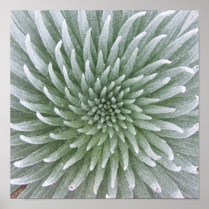 Hawaiian Cactus succulent Poster