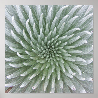Hawaiian Cactus succulent Poster
