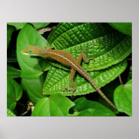 Hawaiian Chameleon