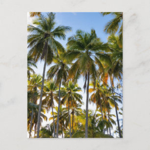 Hawaiian Exotic Beach Palm Trees Postkarte