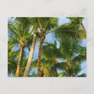 Hawaiian Exotic Beach Palm Trees Postkarte