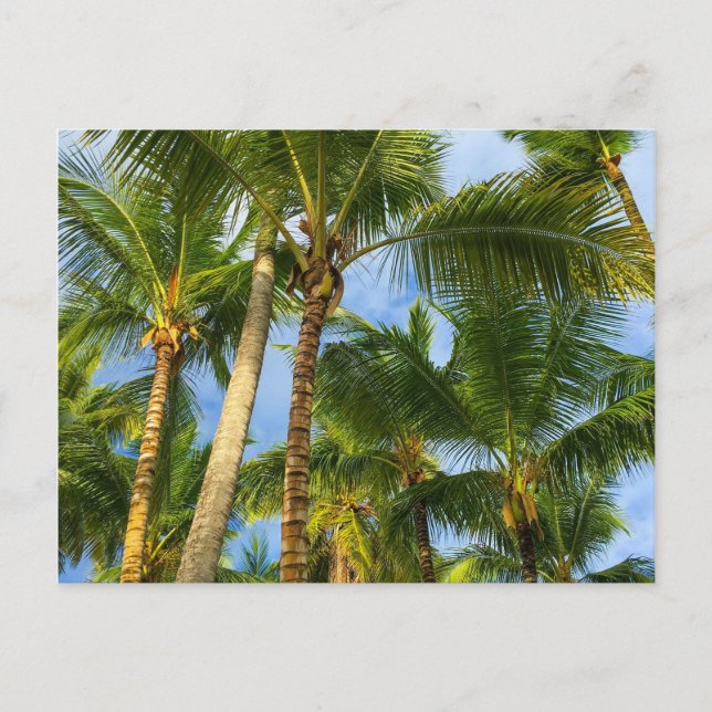 Hawaiian Exotic Beach Palm Trees Postkarte (Vorderseite)