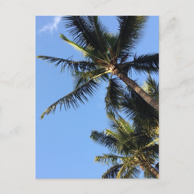 Hawaiian Exotic Beach Palm Trees Postkarte (Vorderseite)
