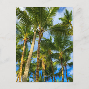 Hawaiian Exotic Beach Palm Trees Postkarte