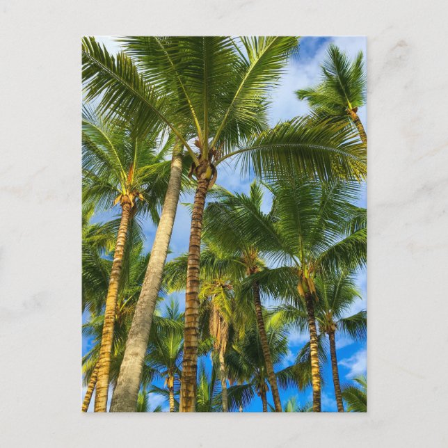 Hawaiian Exotic Beach Palm Trees Postkarte (Vorderseite)