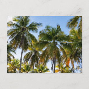 Hawaiian Exotic Beach Palm Trees Postkarte