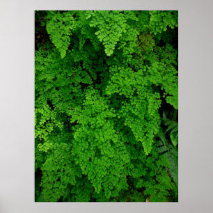 Hawaiian Ferns Poster