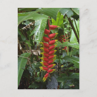 Hawaiian Firecracker Postkarte