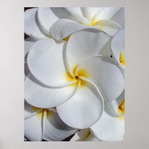 Hawaiian Frangipani Poster