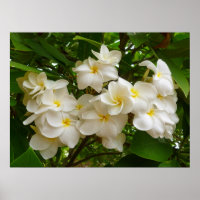 Hawaiian Frangipani