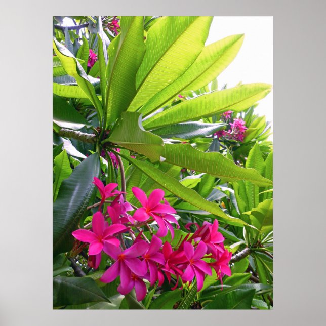 Hawaiian Frangipani Poster (Vorne)
