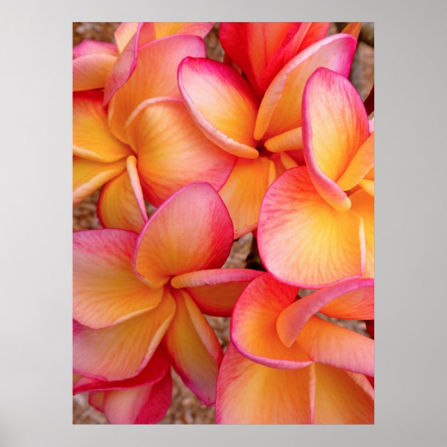 Hawaiian Frangipani Poster (Vorne)