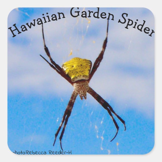 Hawaiian Garden Spider Quadratischer Aufkleber (Vorderseite)