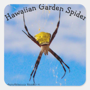 Hawaiian Garden Spider Quadratischer Aufkleber