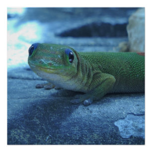 Hawaiian Gecko Poster