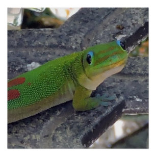 Hawaiian Gecko Poster