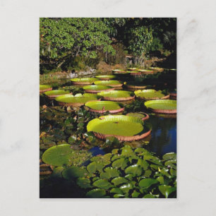 Hawaiian Giant Lily Pads Postkarte