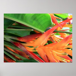 Hawaiian Heliconia Blume Poster
