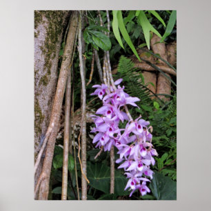 Hawaiian Honohono Orchids Poster