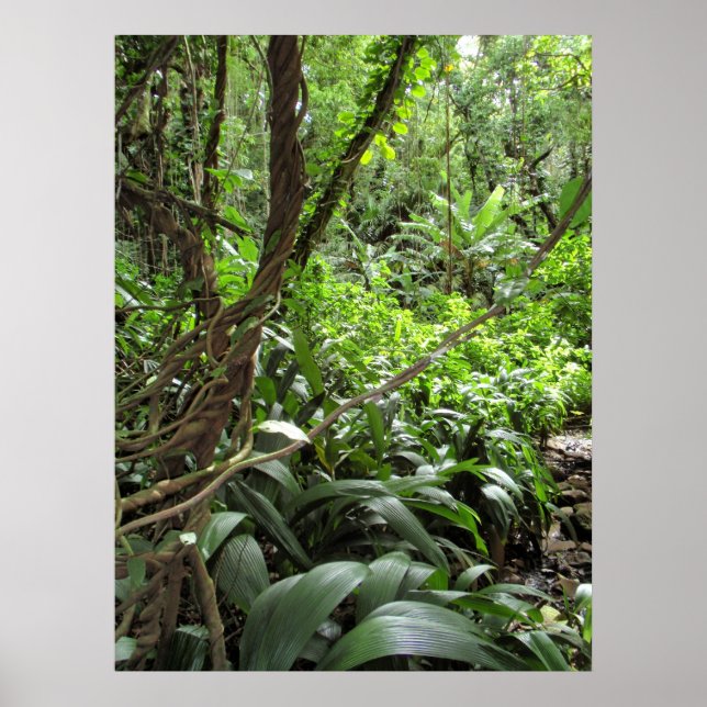 Hawaiian Jungle Vines Poster (Vorne)