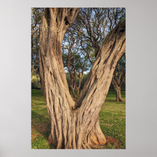 Hawaiian Kiawe Tree Poster