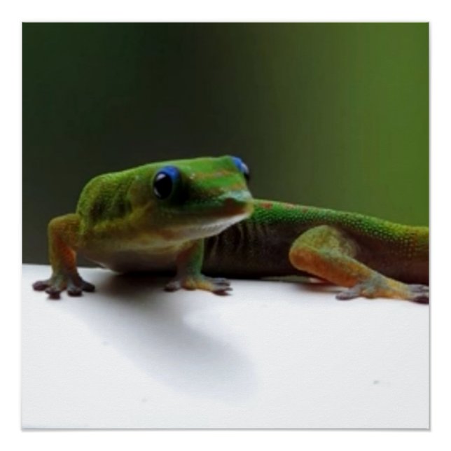 Hawaiian lizard Gecko Poster (Vorderseite)