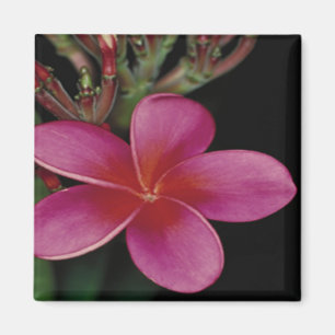 Hawaiian Magnet
