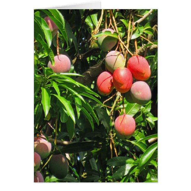 Hawaiian Mangoes (Vorne)
