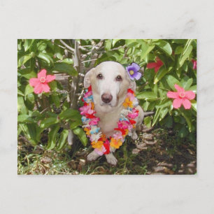 Hawaiian Myrtie Postcard Postkarte