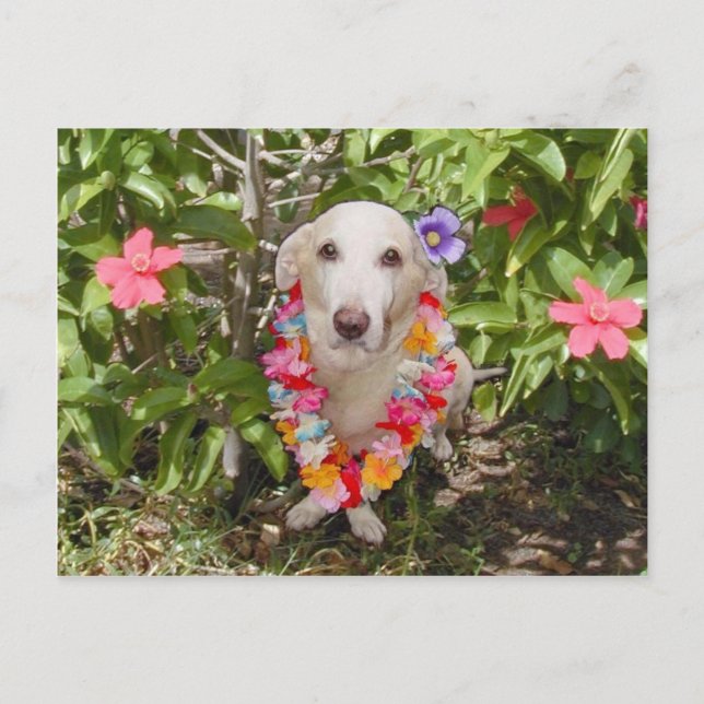 Hawaiian Myrtie Postcard Postkarte (Vorderseite)