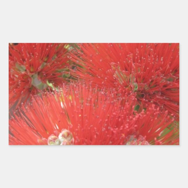 Hawaiian Native Ohia Lehua Blume Design Rechteckiger Aufkleber (Vorderseite)