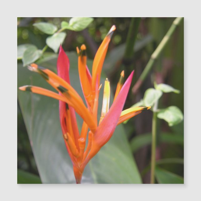 Hawaiian Orange Bird of Paradise Blume Magnetkarte (Vorderseite)