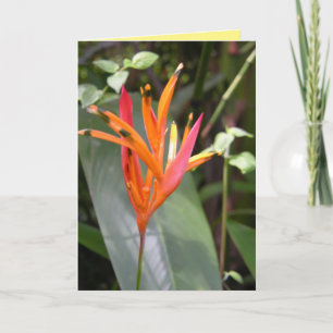 Hawaiian Orange Bird of Paradise Flower Square Wal Karte
